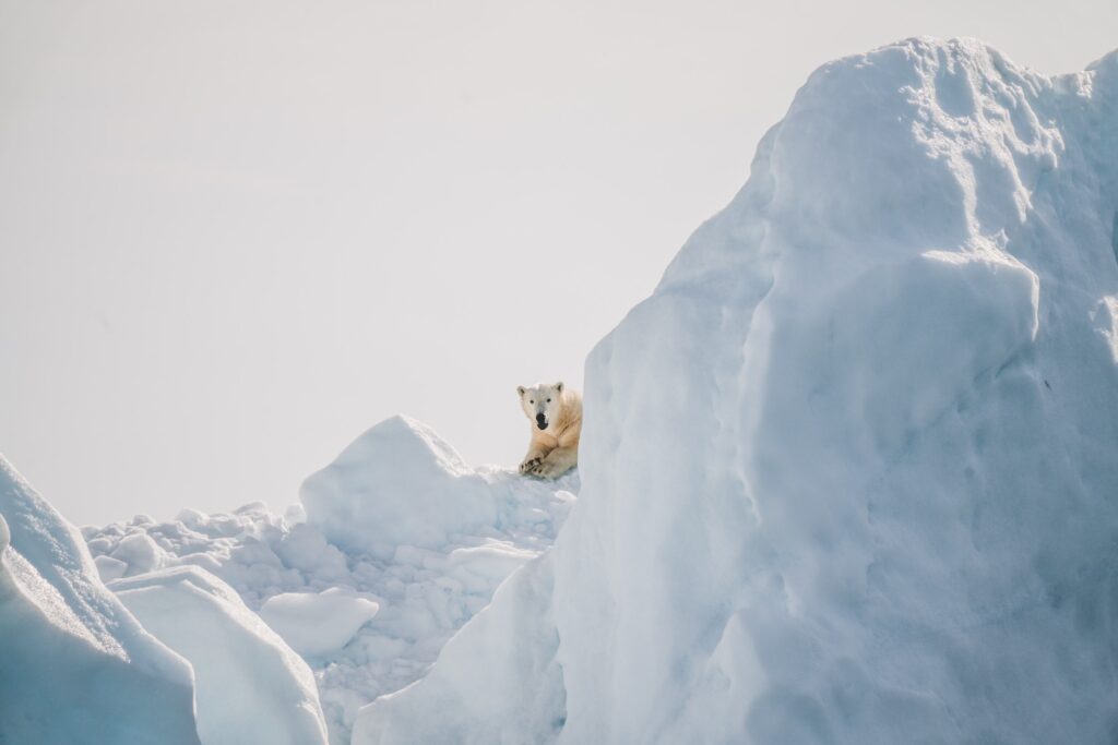 Polar Bear - Svalbard Activities