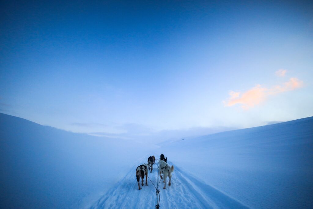 Dog sledding - Svalbard Activities