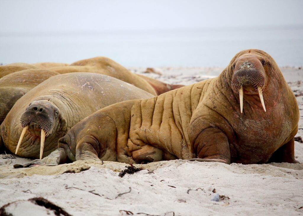 Walrus - Svalbard Activities