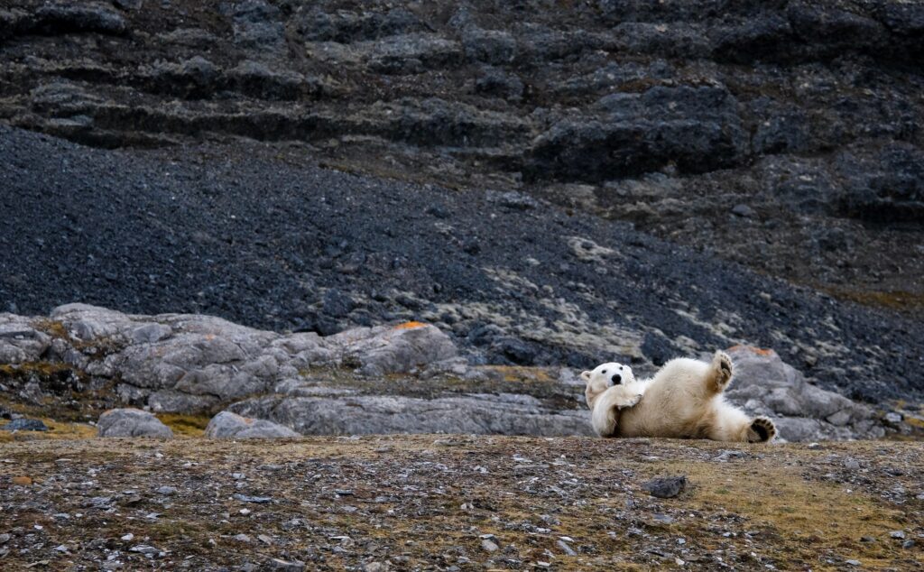 polar bears