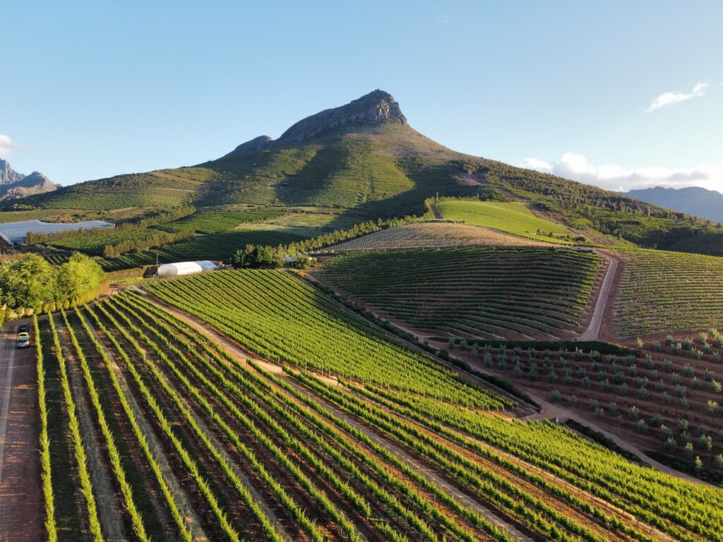 Vineyard Cape Town